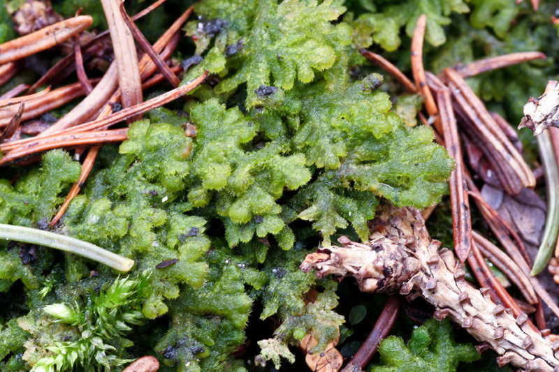 Trichocolea tomentella